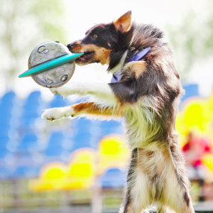 Aktivitetsboll för Snabbätare - Flygande Skiva för Hundar