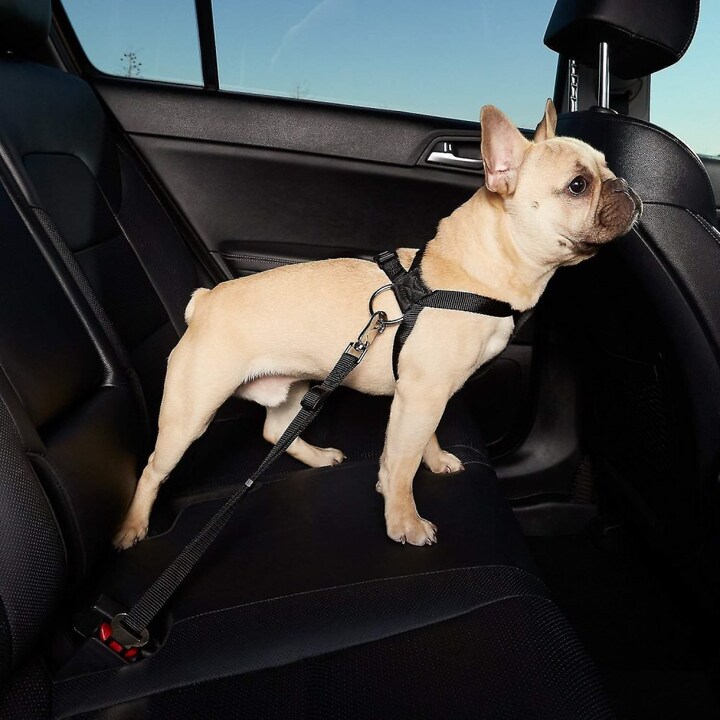 Säkerhetsbälte för Hund - Säkerhetskoppel till Bil Hundexperten