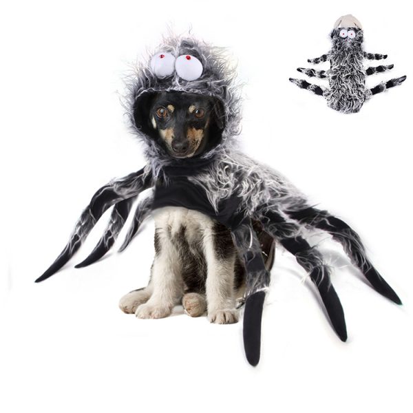 Spindeldräkt till hund för halloween