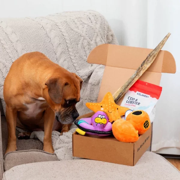 födelsedagspresent till hund låda full med hundprylar