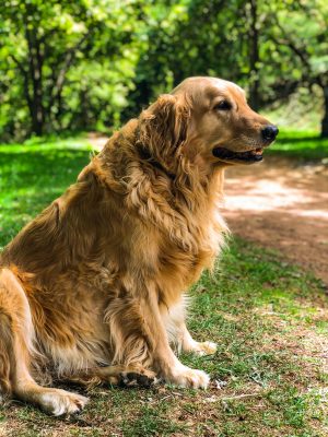 På Hundexperten hittar du rätt tillbehör för din Golden Retriever.