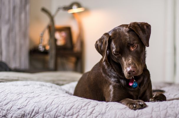 På Hundexperten hittar du rätt tillbehör för din Labrador.